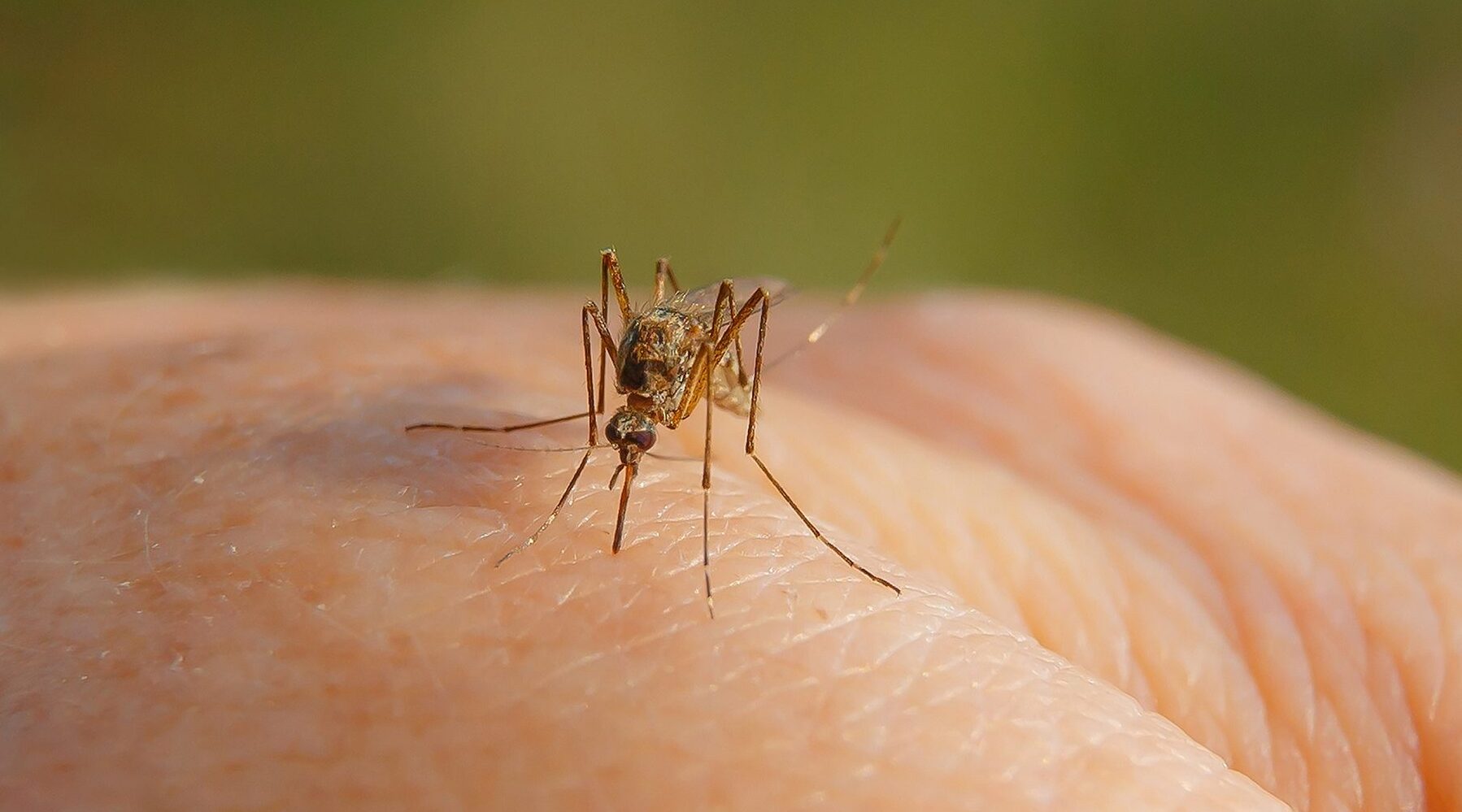 Hand from mosquito bite mosquito drinks blood arm e1720840168915