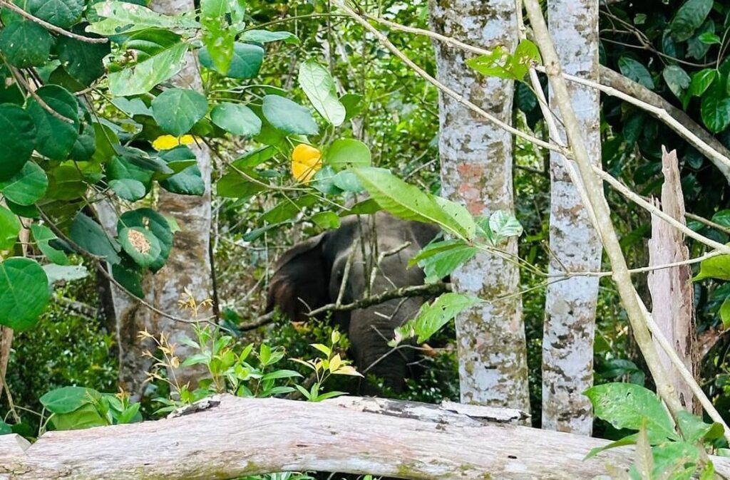 Gajah yang dipercayai menyerang dua penduduk 1024x674 1