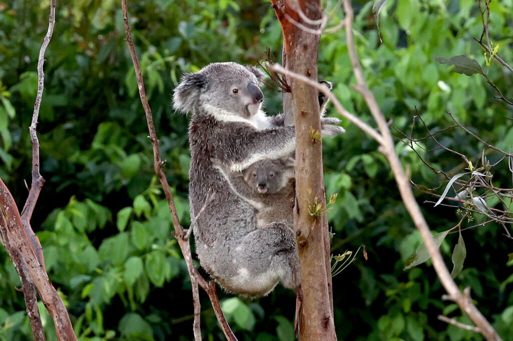 33 2 Koala fire 1024x682 1