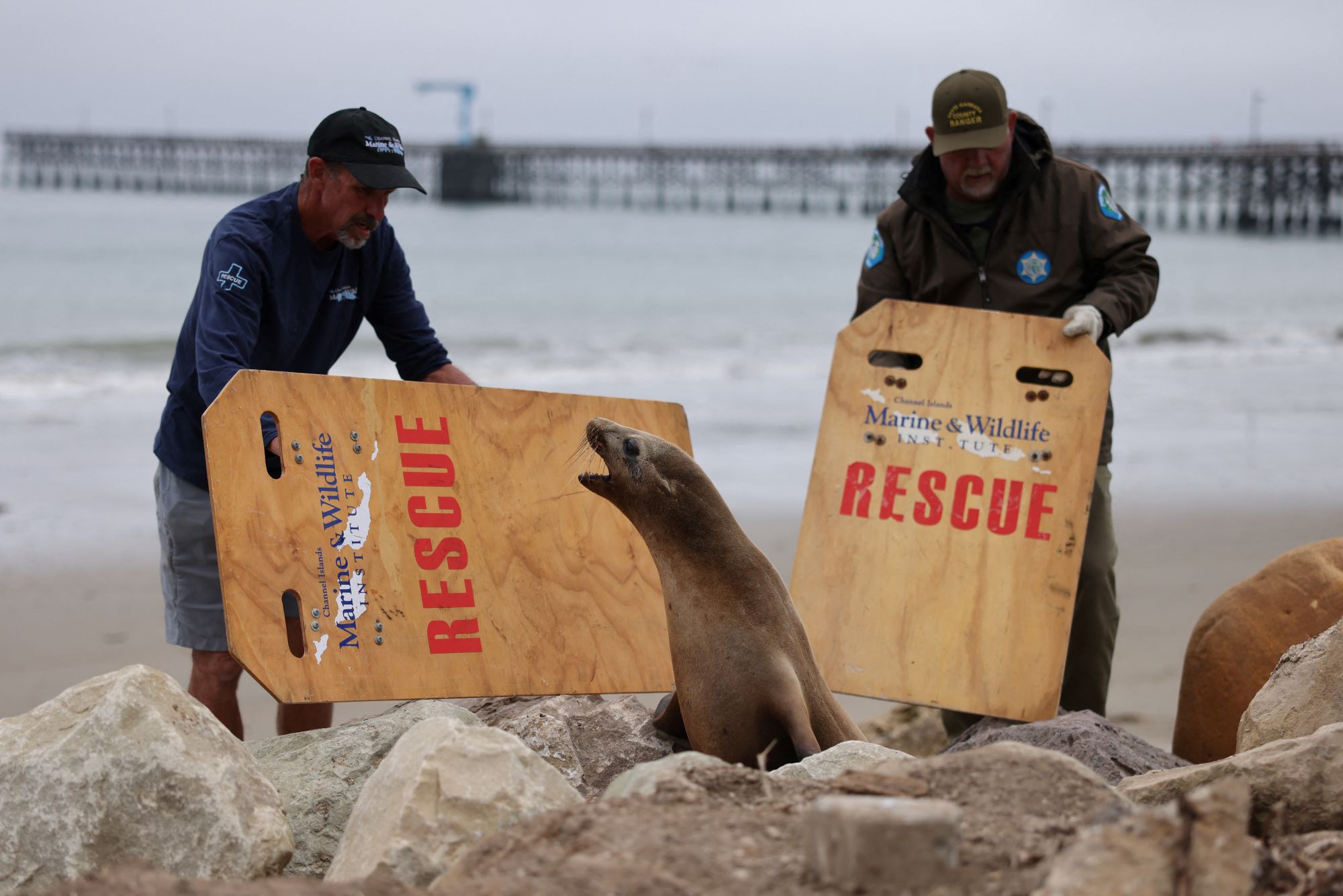 Global singa laut pix2