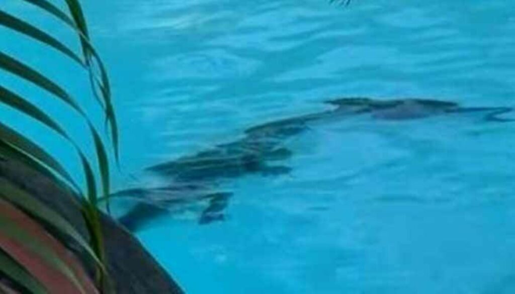 Geli buaya1 1 1024x585 1