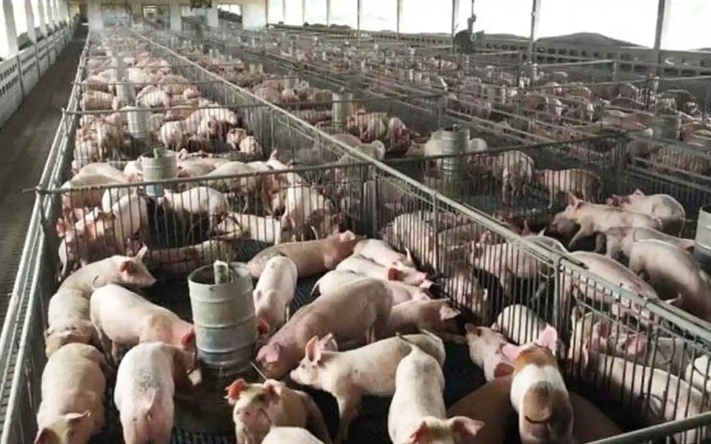 4fa2953b pig farm file resize 120125