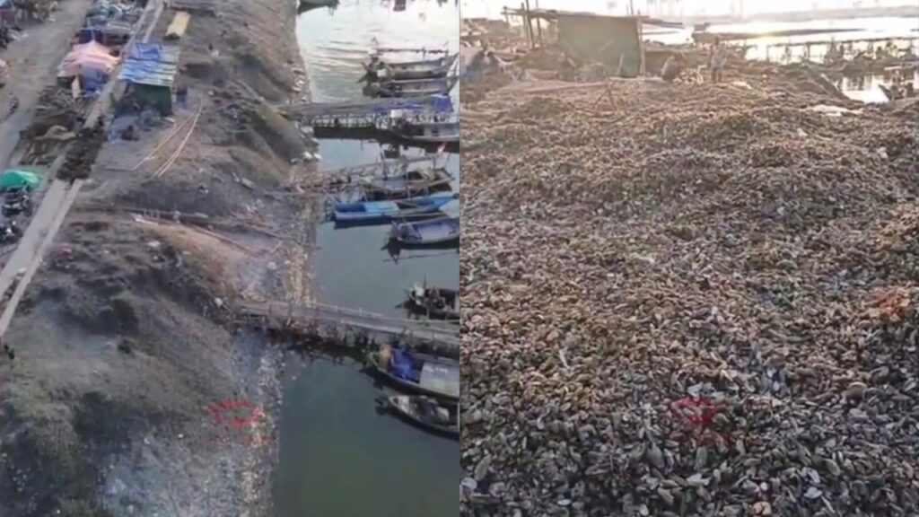 Geli kupang 1024x576 1