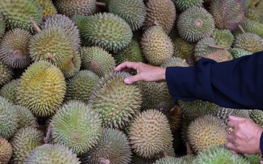 12db9541 durian bernama 300626 1