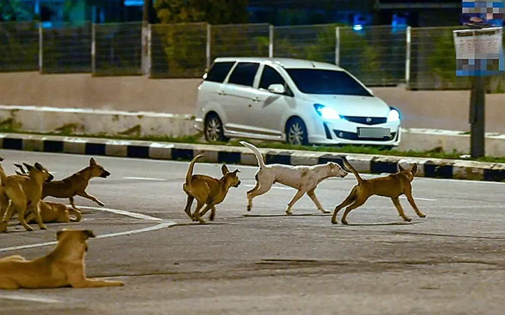 21a45f4d stray dogs anjing jalanan bernama 250724 1