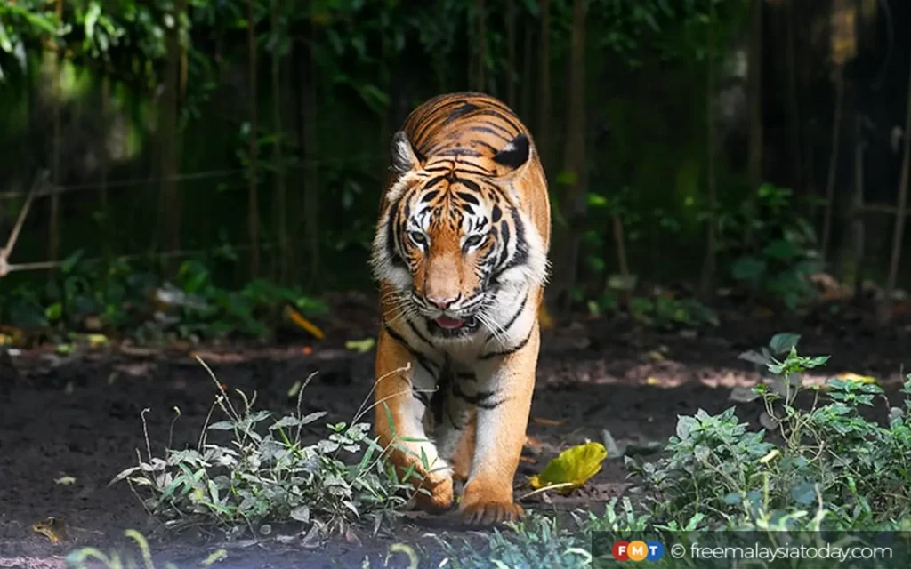 3f75974f harimau tiger fmt resize 290125 1