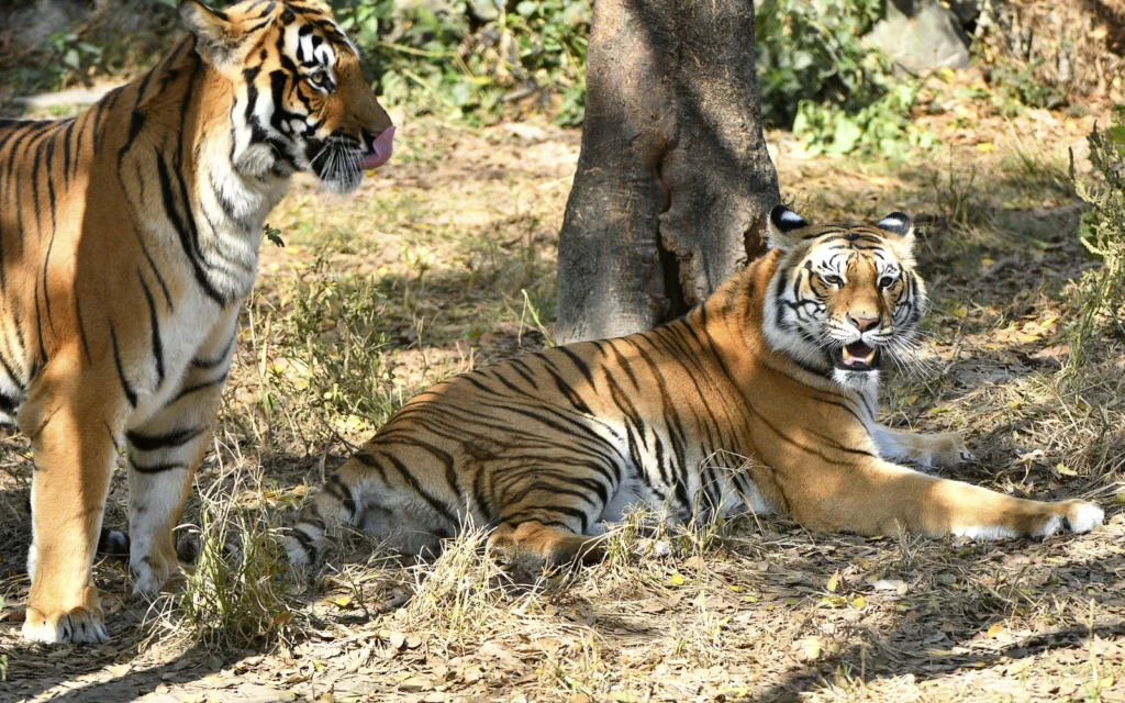 7c23d525 afa9 468b 8d82 bf2d2619c5d8 afp 20211206 9u36t2 v1 highres nepalenvironmentconservationtiger cropped 1