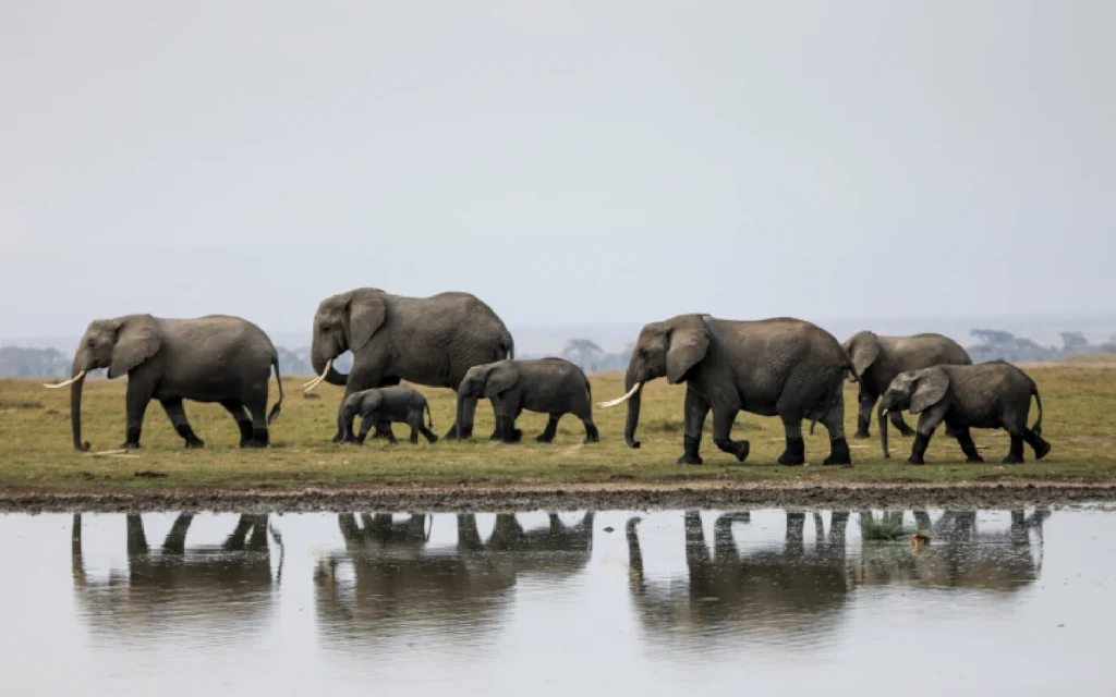 F1233770 65a0 49e9 a388 4a8b313a332b elephants amboseli kenya epa 29072026