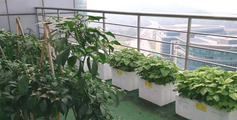 Kebun rumah 1