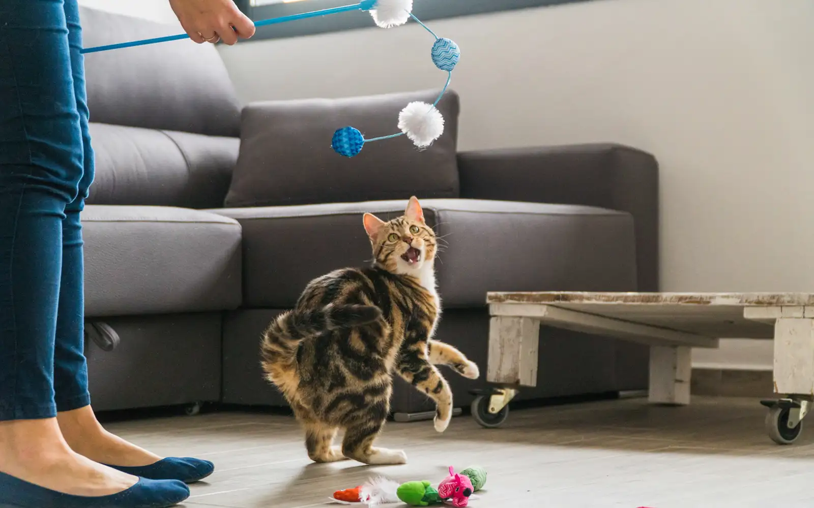 Meows And Mischief: Why Do Cats Knock Things Off Tables? 3 Catplay