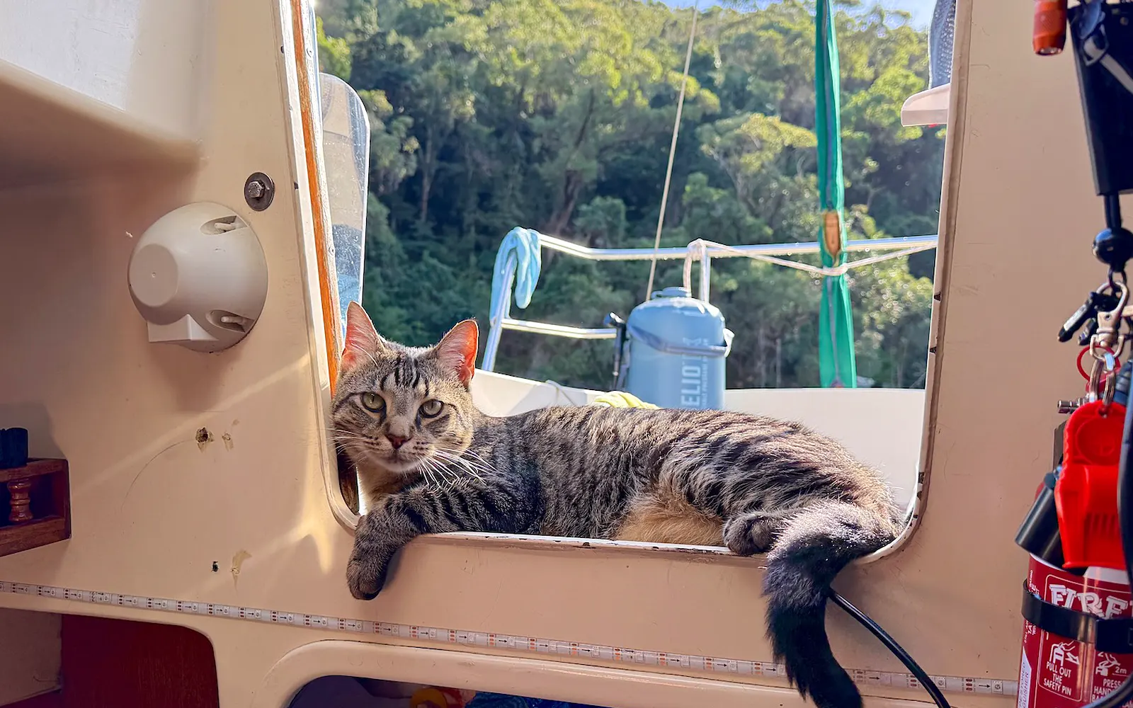All Paws On Deck: Gary’s Epic Sea Voyage 4 5bde3f37 fcf3 44f6 81cc 6cb8764bab87 gary the cat lifsetyle emel pic 070826 1