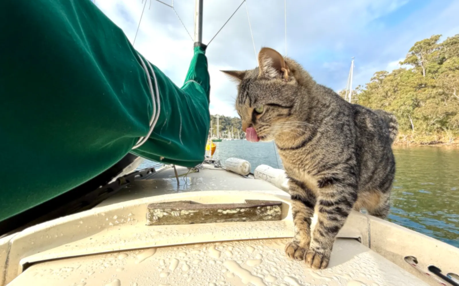 All Paws On Deck: Gary’s Epic Sea Voyage 5 Bfad6d5f 5ee2 4ce2 8352 e27087762cab gary the cat lifsetyle emel pic 070826 2