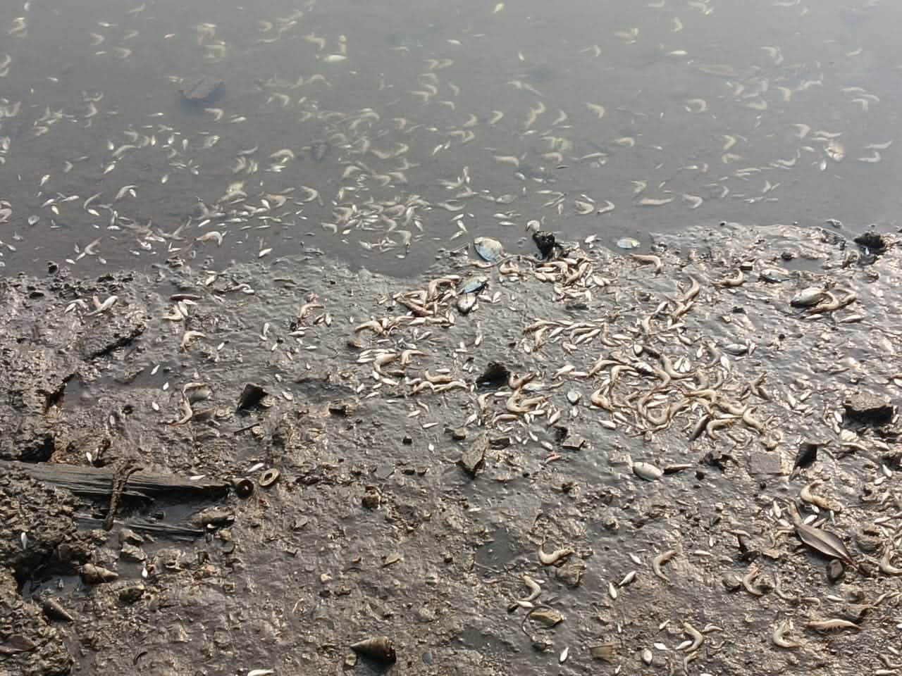 Sungai sitiawan tercemar