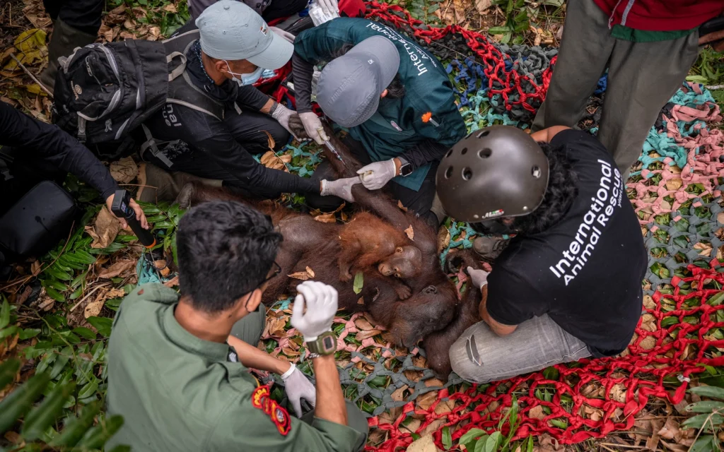 5ec6b960 b88d 4e1f 87c1 15affc585a4b afp 20260905 c7eh9t3 v1 highres indonesiaenvironmentclimatewildfire cropped